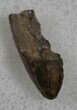 Tyrannosaur Tooth Tip - Montana #13863-1